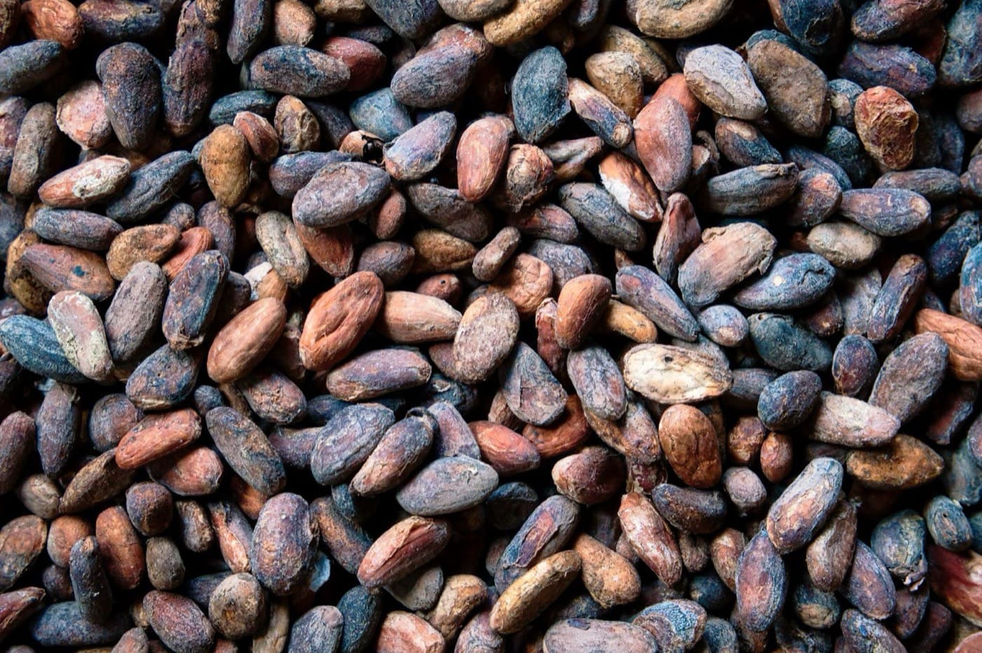Fermented and dried cocoa beans, close up