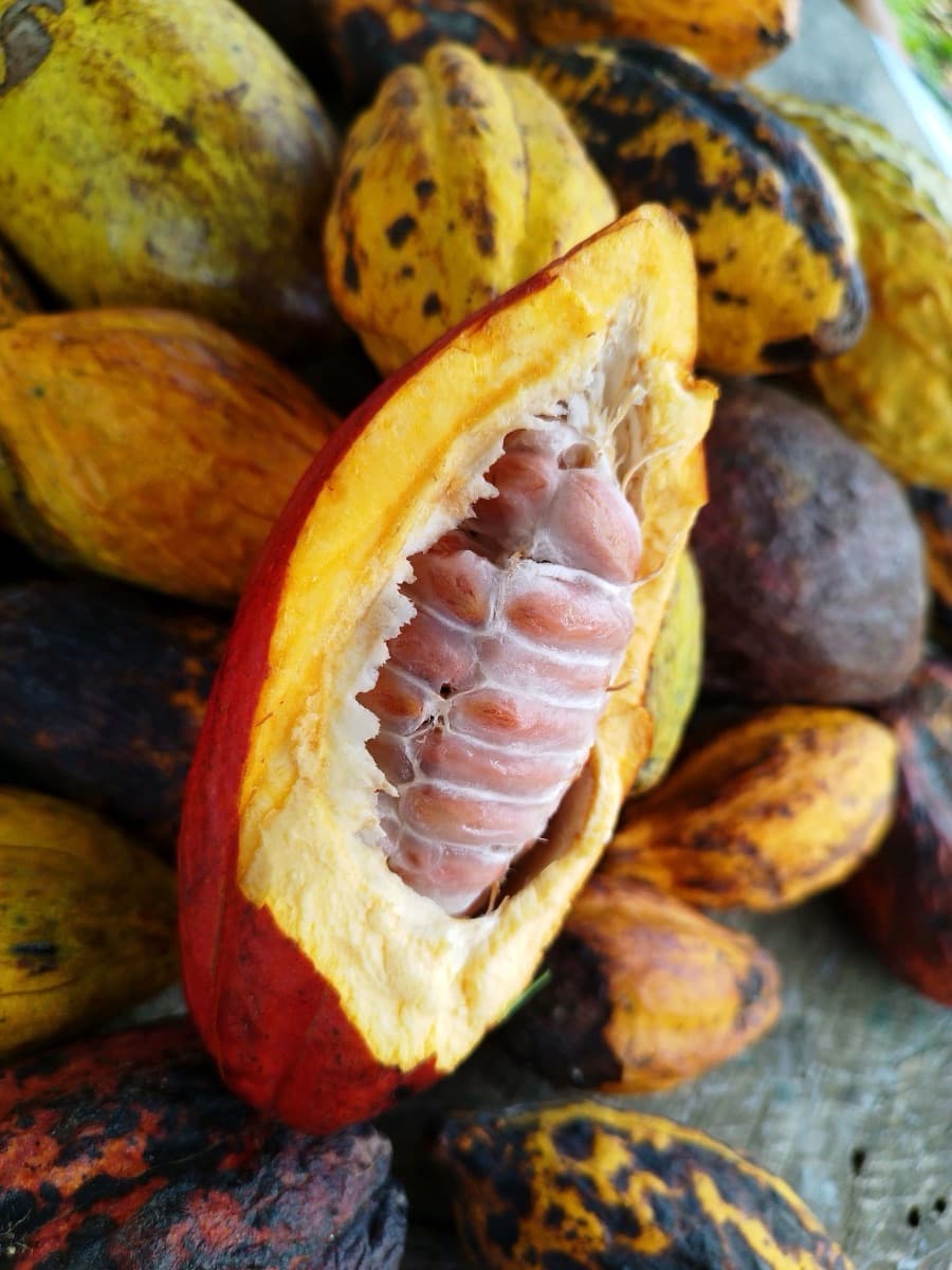 Ripe yellow and red cocoa pods, one cut open to show the pulp