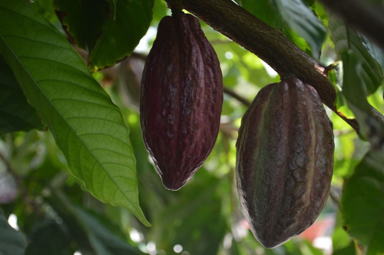 Two dark purple cocoa pods hanging from a branch among large green leaves