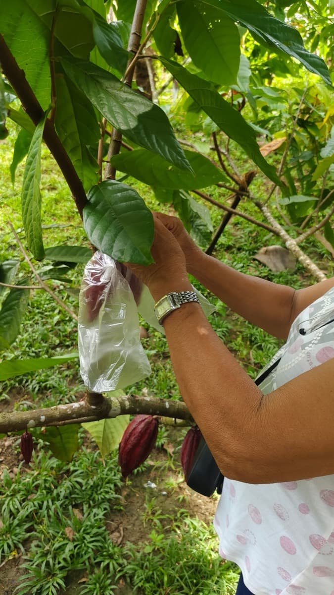 A farmer reaching up to cut a ripe cocoa pod from the tree