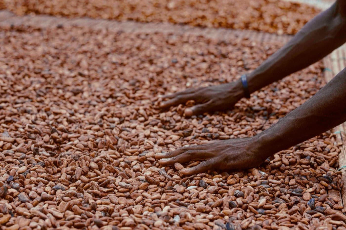 Hands turning cocoa beans spread out to dry