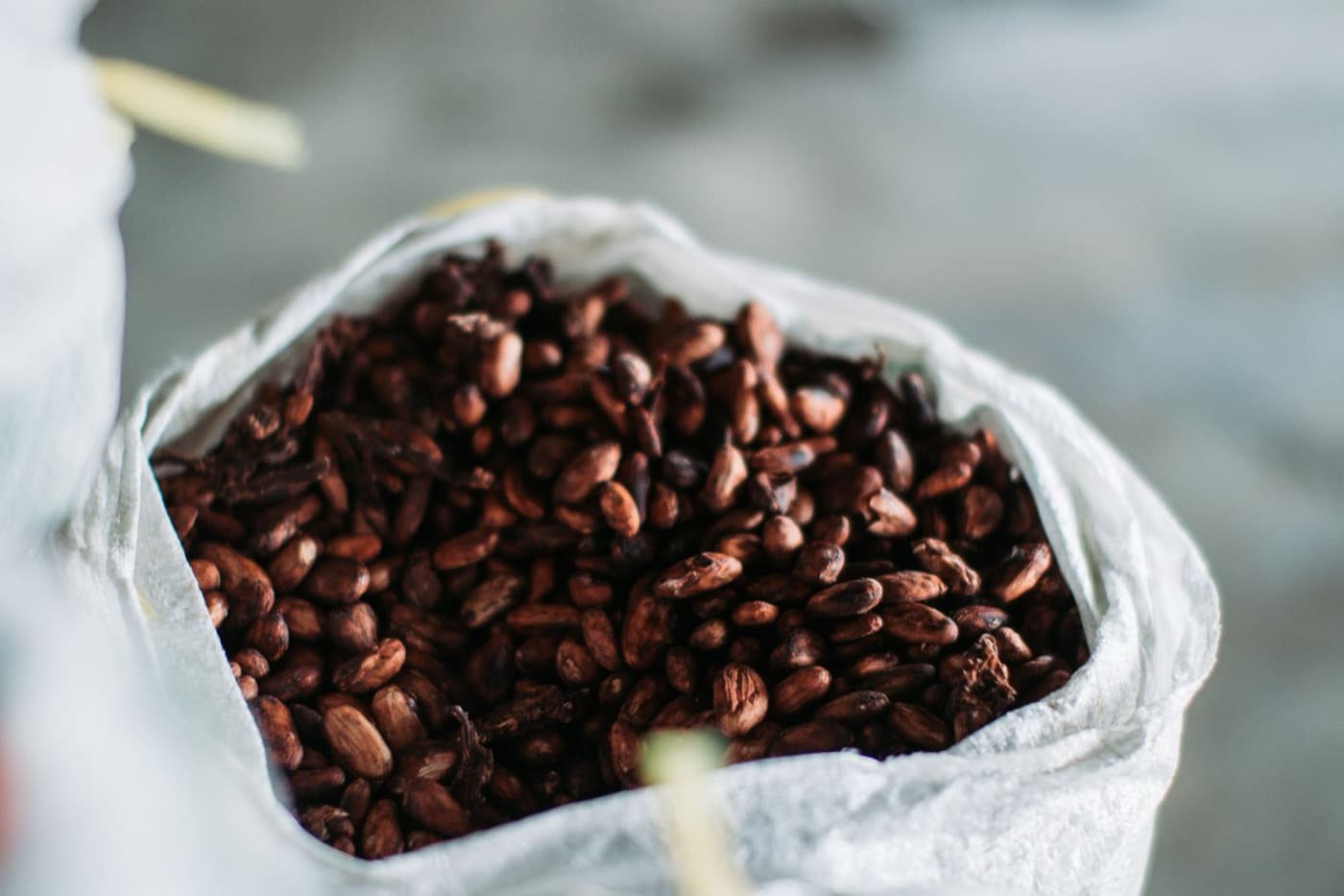 An open lined sack filled with dried cocoa beans