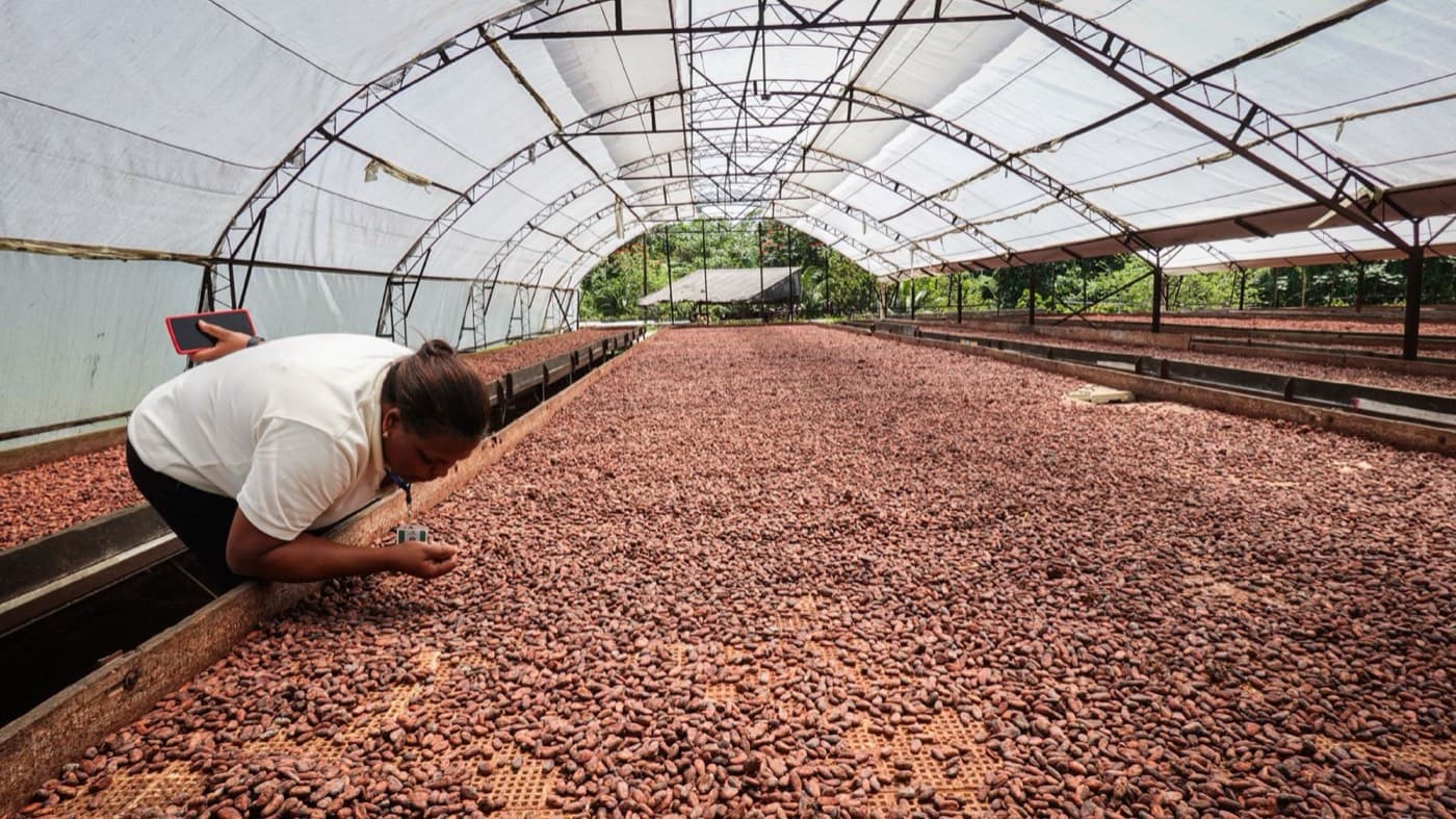 Long raised beds of cocoa beans drying under a covered roof