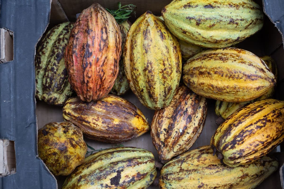 Freshly harvested cocoa pods, yellow, green and purple, packed in a crate