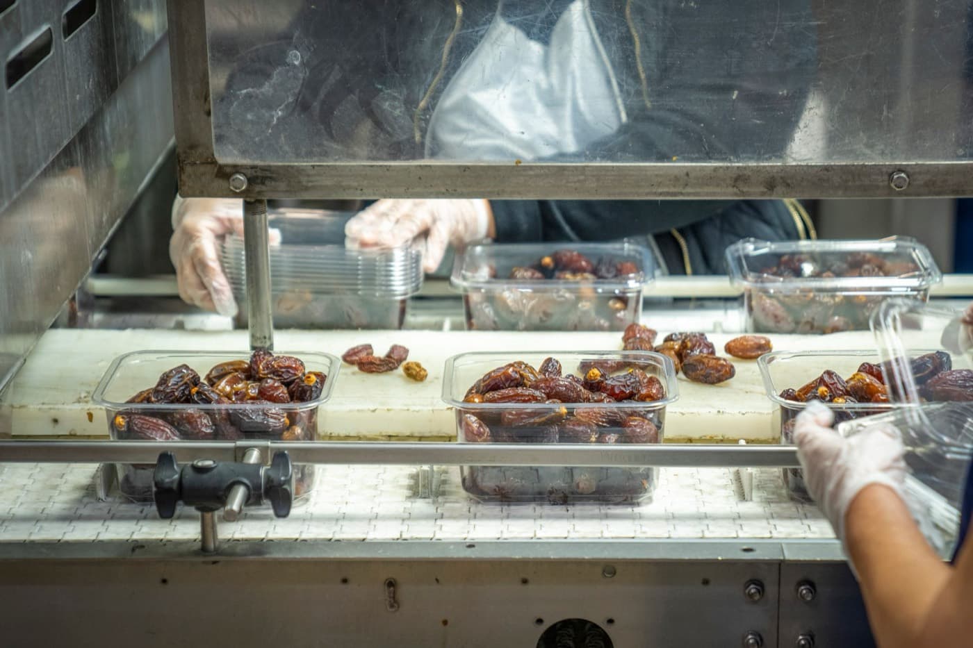 Gloved hands placing beans into trays on a packing line