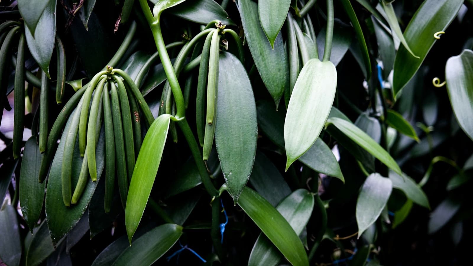 Green vanilla pods growing on the vine