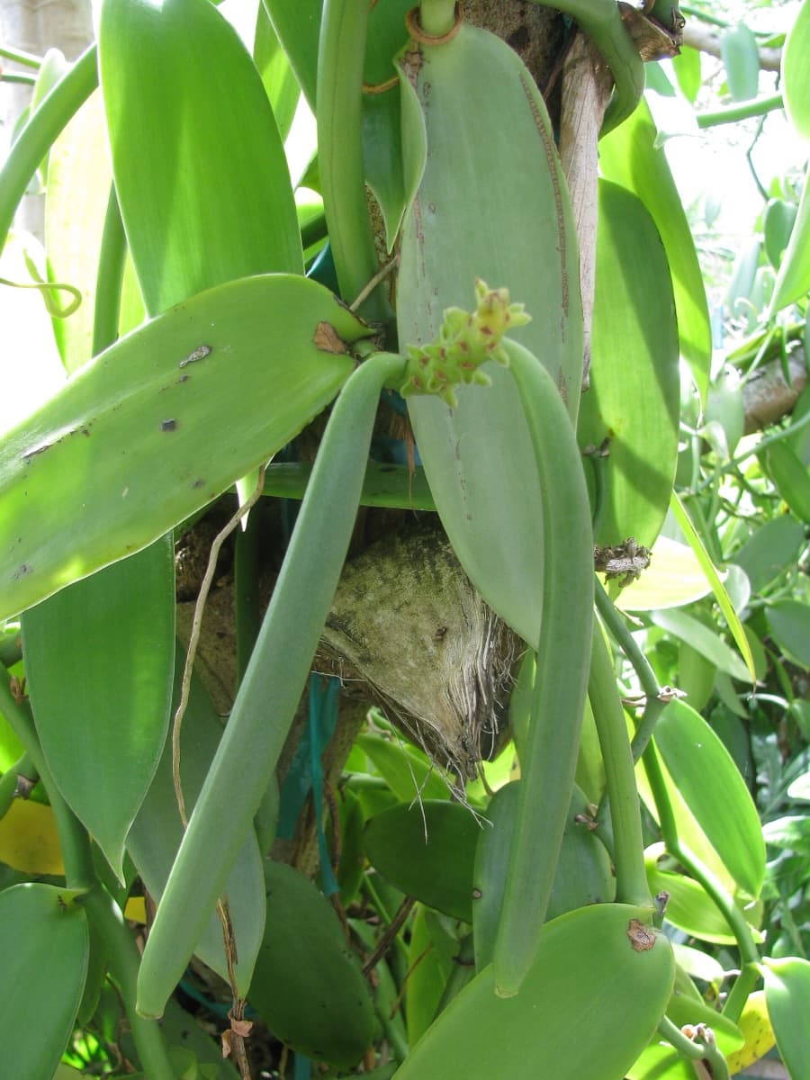 Green vanilla pods hanging from the vine among broad leaves